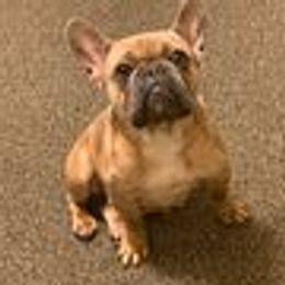 B - French Bulldog