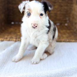 Glitter - Red merle female Australian Shepherd puppy in Unionville, Iowa from Soap Creek Kennels