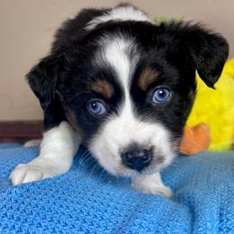 Sweetheart - Black tri female Miniature Australian Shepherd puppy in Tonasket, Washington from V5 Aussies
