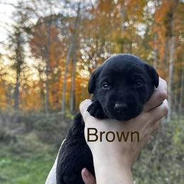 Brown - Chocolate male Labrador Retriever puppy in Lawton, Michigan from DuckAlly Kennel