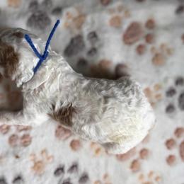 Oaks - male Cavapoo puppy in Jerome, Michigan from Haaspawz