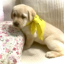 We call her Honey Bee - Yellow female Labrador Retriever puppy in San Jacinto, California from Country Grace