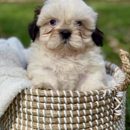 Mr. Red - Brindle and white male Shih Tzu puppy in Waco, Texas from Shih Tzus To Love
