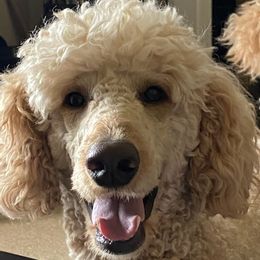 Poodles from Happy Standard Poodles