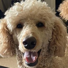 Poodles from Happy Standard Poodles
