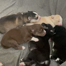 Pomsky Puppies from Guccio’s Pomsky’s and Stud Services