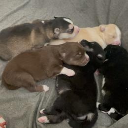 Pomsky Puppies from Guccio’s Pomsky’s and Stud Services
