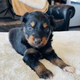 Rocky - Black tri-color male Australian Shepherd puppy in Zwingle, Iowa from Homestead Aussies & Doodles