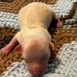 Birdie - White female Miniature Schnauzer puppy in Sylvania, Georgia from Southern Sky Miniature Schnauzers