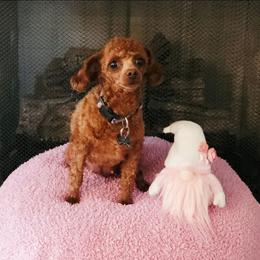 Scarlett - Poodle