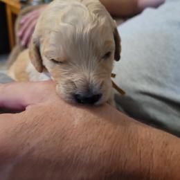 Goldendoodle Puppies from 3 Willows Goldendoodles