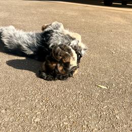 Cocker Spaniel Puppies from Huntcrest Cockers