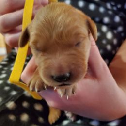 Yellow - Dark golden female Golden Retriever puppy in Lanesboro, Minnesota from Eagle Ridge Golden Retrievers