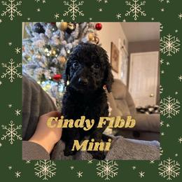 Cindy - Black Goldendoodle puppy in Missouri from B&C Goldendoodles