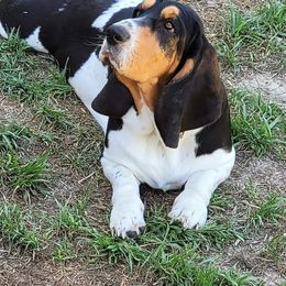 Basset Hounds from Triple H Bassetts