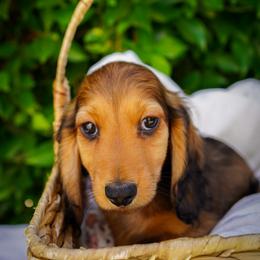 Sport - Red male Dachshund puppy in Temecula, California from Naomi Magee's Dachshund Kennel