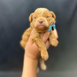 Judy - Red  female Poodle puppy in Nashville, Arkansas from Cuddles n Curls