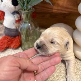 Beefy - Light golden male Golden Retriever puppy in Grant County, Indiana from On The Sunny Side Pavey Farms