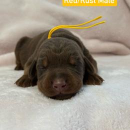 Yellow Collar - Black and rust male Doberman Pinscher puppy in Lake City, Florida from Paintedcrazy Doberman Pinchers