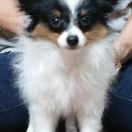 Papillon Puppies from Clearlake Papillons