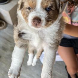 Teddy - Red merle male Miniature Australian Shepherd puppy in Lincoln, Nebraska from Husker Mini Aussies