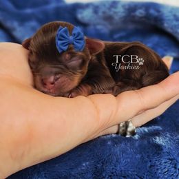 Tide - Chocolate and tan male Yorkshire Terrier puppy in Greenwood County, South Carolina from TCB Yorkies