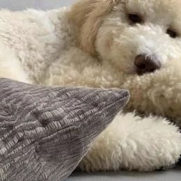 Goldendoodle Puppies from Blissful Goldendoodles