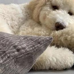 Goldendoodle Puppies from Blissful Goldendoodles
