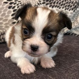 Simon - Red white and sable male Papillon puppy in Salina, Utah from Desert Mountain Papillons