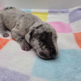 Piper - Merle female Great Dane puppy in Kannapolis, North Carolina from Carolina Great Danes & Toy Poodles