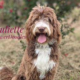 Juliette  - Bernedoodle