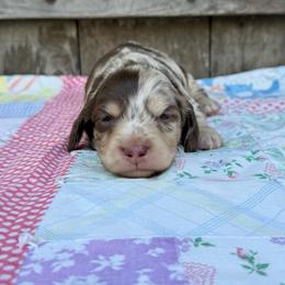 Wilder - Dapple male Dachshund puppy in Squires, Missouri from Hudson’s Hounds
