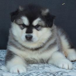 Ansel - Seal and white male Alaskan Malamute puppy in Michigan from Warrior’s Legacy Alaskan Malamutes