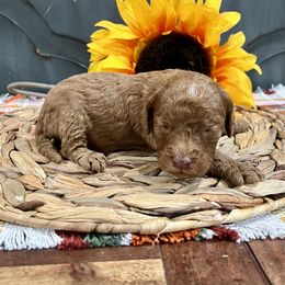 Salsa - Red female Cockapoo puppy in Beresford, South Dakota from DAKOTA DOOD RANCH