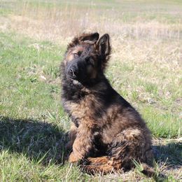 German Shepherd and Great Pyrenees Puppies from Reicherthaus GSD's & Timberbluff's Great Pyrenees