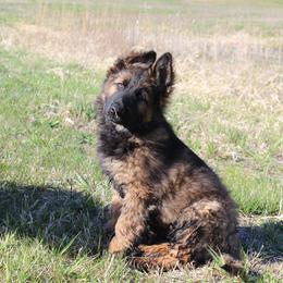 German Shepherd and Great Pyrenees Puppies from Reicherthaus GSD's & Timberbluff's Great Pyrenees