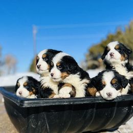 Bernese Mountain Dog puppies from Bernese Mountain Dogs at Monte Vida Chalet