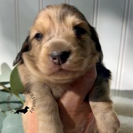 Black and Cream Dapple - Dapple female Dachshund puppy in Nampa, Idaho from Long_and_Low_Dachshunds