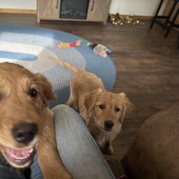 Golden Retriever Puppies from Lindsey