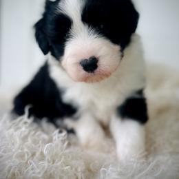 Bubba - Black male Bearded Collie puppy in Baltimore, Maryland from Beloved Bearded & Border Collies