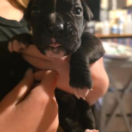 Green - Brindle male Boxer puppy in Caspian, Michigan from Andrus Family Boxers