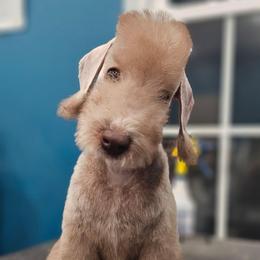 Light Blue Girl - Liver female Bedlington Terrier puppy in Rincon, Georgia from Prismic Bedlington Terriers