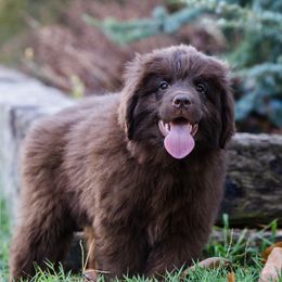 Pink collar - Brown female Newfoundland puppy in Guthrie, Kentucky from Bourbon Water Newfoundlands
