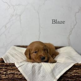 Blaze - Dark golden male Golden Retriever puppy in Fruitland, Idaho from Bethel Retrievers