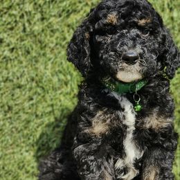 Mr. Pistachio - Bernedoodle puppy in Ocala, Florida from Prime Time Bernedoodles