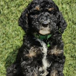 Mr. Pistachio - Bernedoodle puppy in Ocala, Florida from Prime Time Bernedoodles
