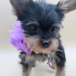Maggie - Black and tan female Yorkshire Terrier puppy in Flagler Estates, Florida from Fiesta Pups