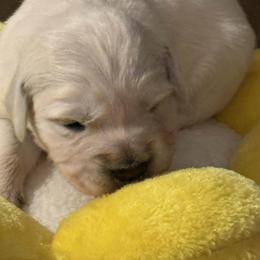 Boy 1 - Light golden male Golden Retriever puppy in Gate, Oklahoma from Golden Retriever Street