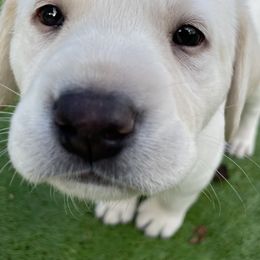 Labrador Retrievers from Hill's Labs