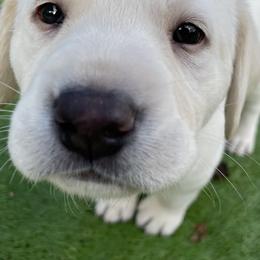 Labrador Retrievers from Hill's Labs